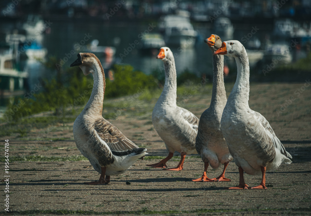 Obraz premium A flock of geese walks along the Danube River in Serbia. 