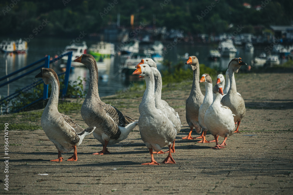 Obraz premium A flock of geese walks along the Danube River in Serbia. 