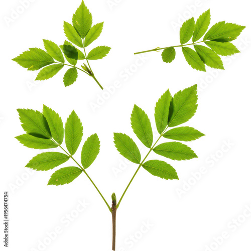Green rowan leaves arrangement isolated on transparent background