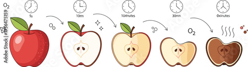 Apple oxidation process stages showing browning over time with oxygen exposure sliced fruit timeline educational vector illustration