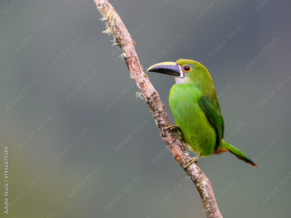 Fototapeta premium Southern Emerald-Toucanet Perched on Lichen Covered Branch in Forest