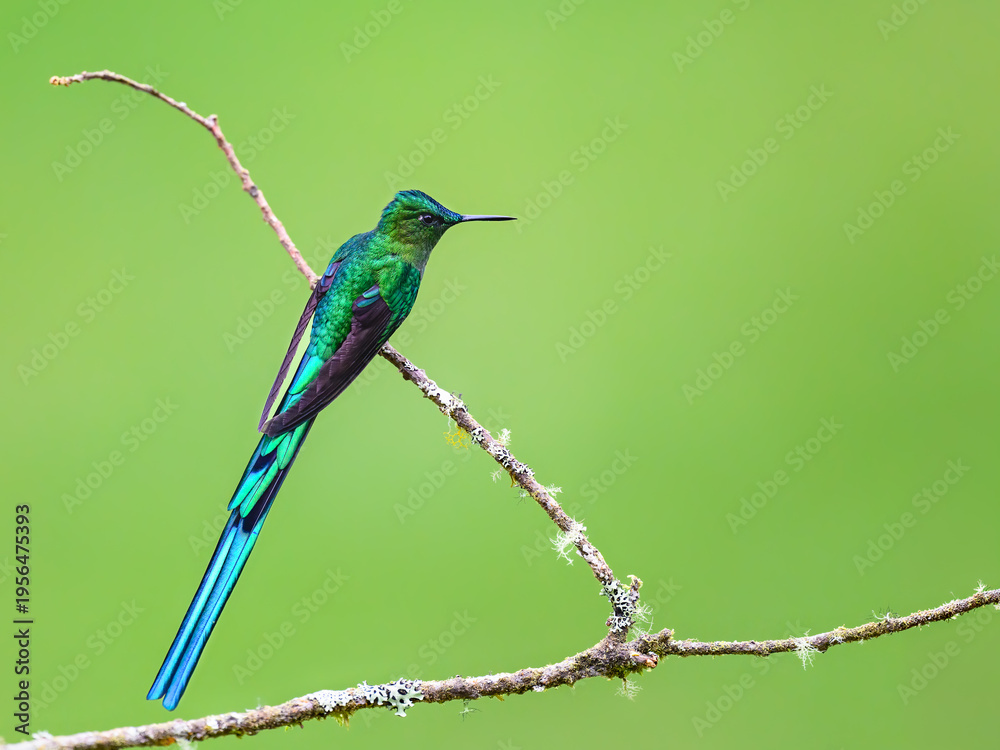Naklejka premium Male Long-tailed Sylph Hummingbird Perched on Lichen Covered Branch