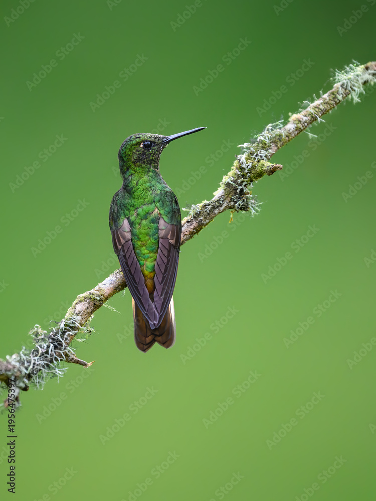 Fototapeta premium Buff-tailed Coronet Hummingbird Perched On A Mossy Branch
