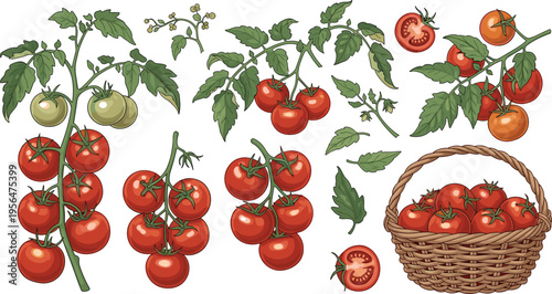 Fresh red tomato branches collection with leaves vine clusters and wicker basket isolated detailed botanical vector illustration set