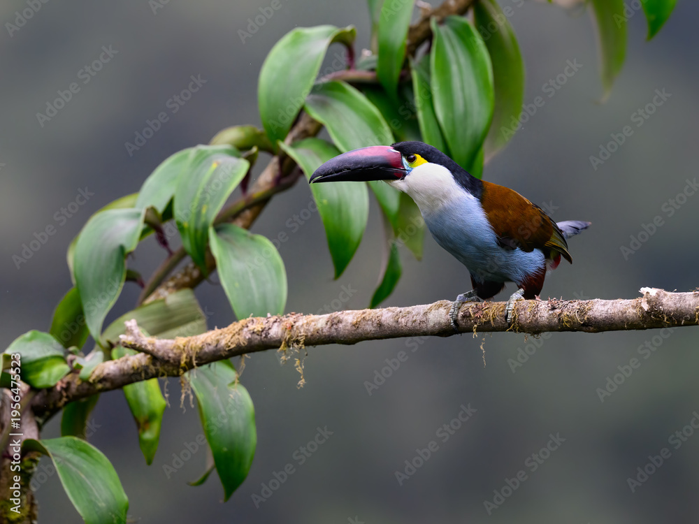 Naklejka premium Black-billed Mountain-Toucan Perched on a Mossy Branch in Rainforest