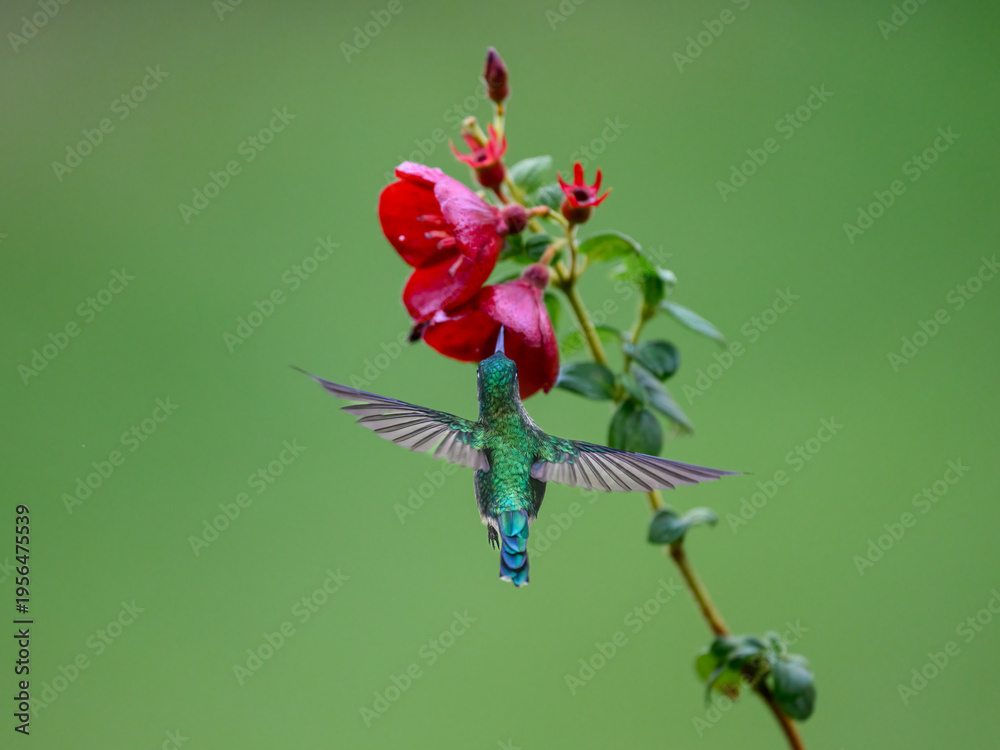 Obraz premium Long-tailed Sylph Hummingbird Hovering and Feeding From Red Flower Blossom