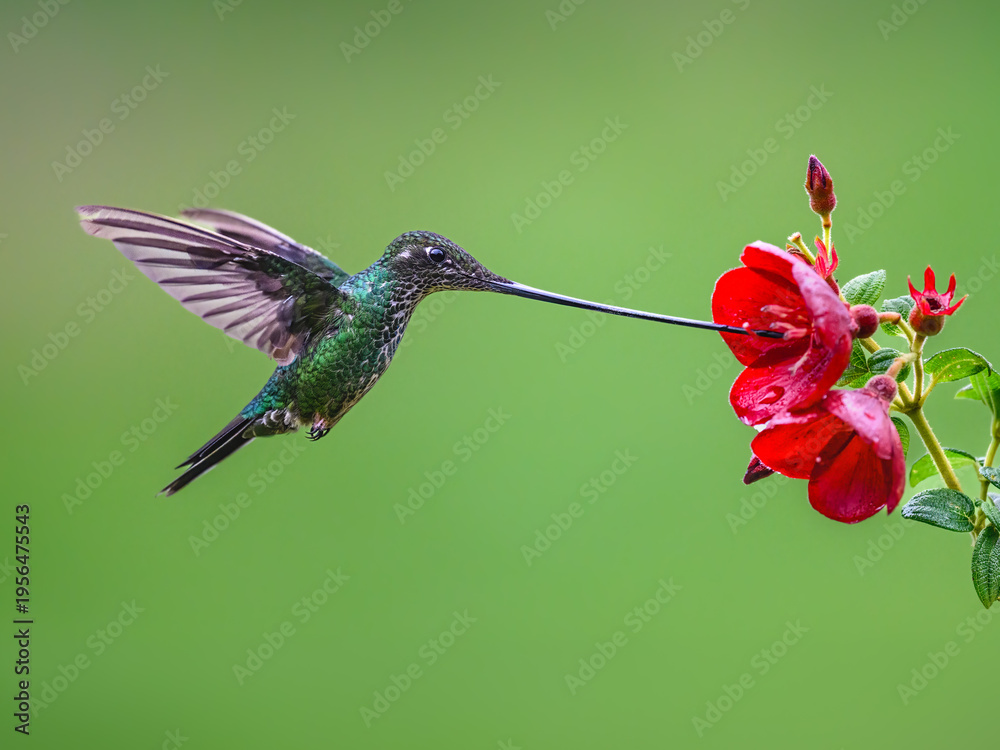 Naklejka premium Sword-billed Hummingbird Feeding on Red Flower in Profile View