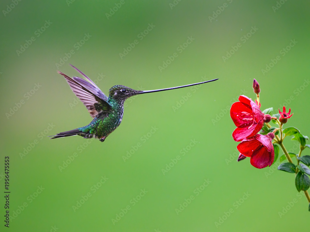 Naklejka premium Sword-billed Hummingbird Hovering Near Red Flower In Cloud Forest