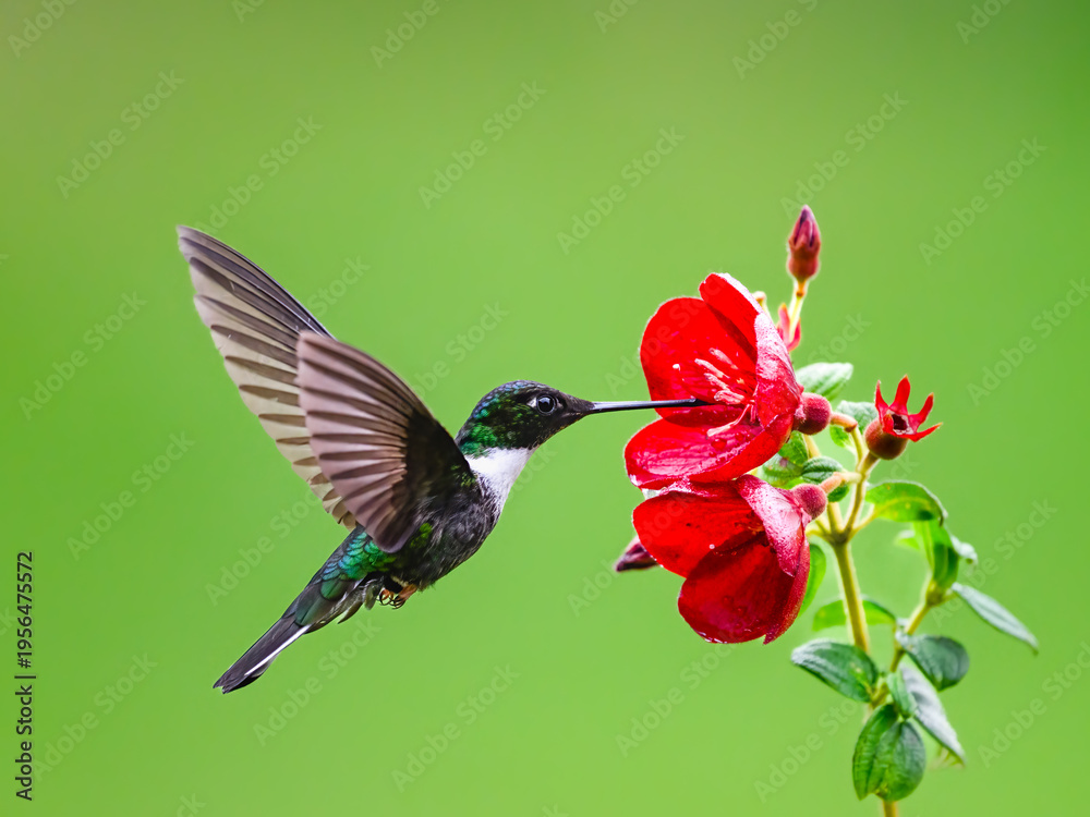 Fototapeta premium Collared Inca Hummingbird Hovering While Feeding On Red Flower