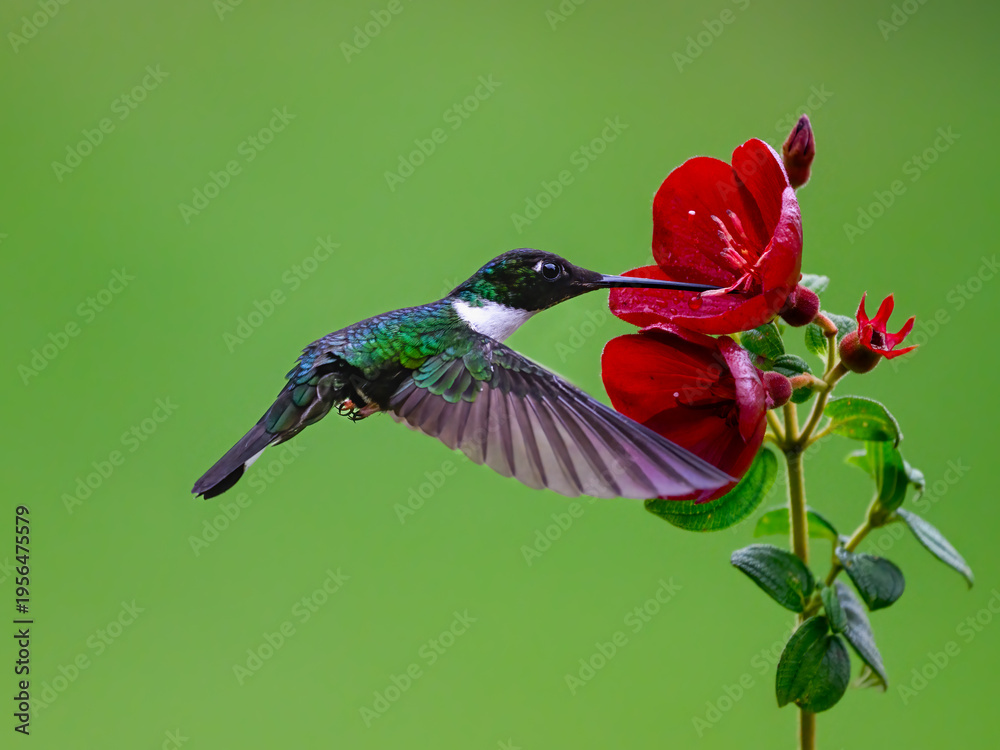Fototapeta premium Collared Inca Hummingbird Hovering While Feeding On Red Flower