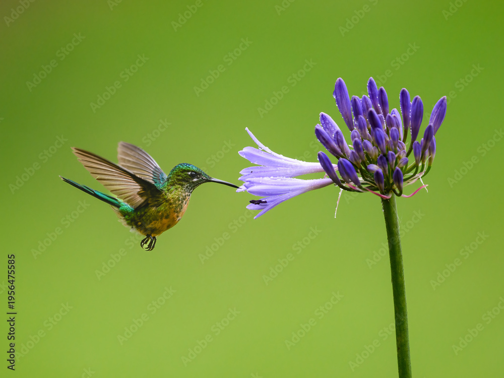 Naklejka premium Long-tailed Sylph Hummingbird Feeding from Purple Agapanthus Flower