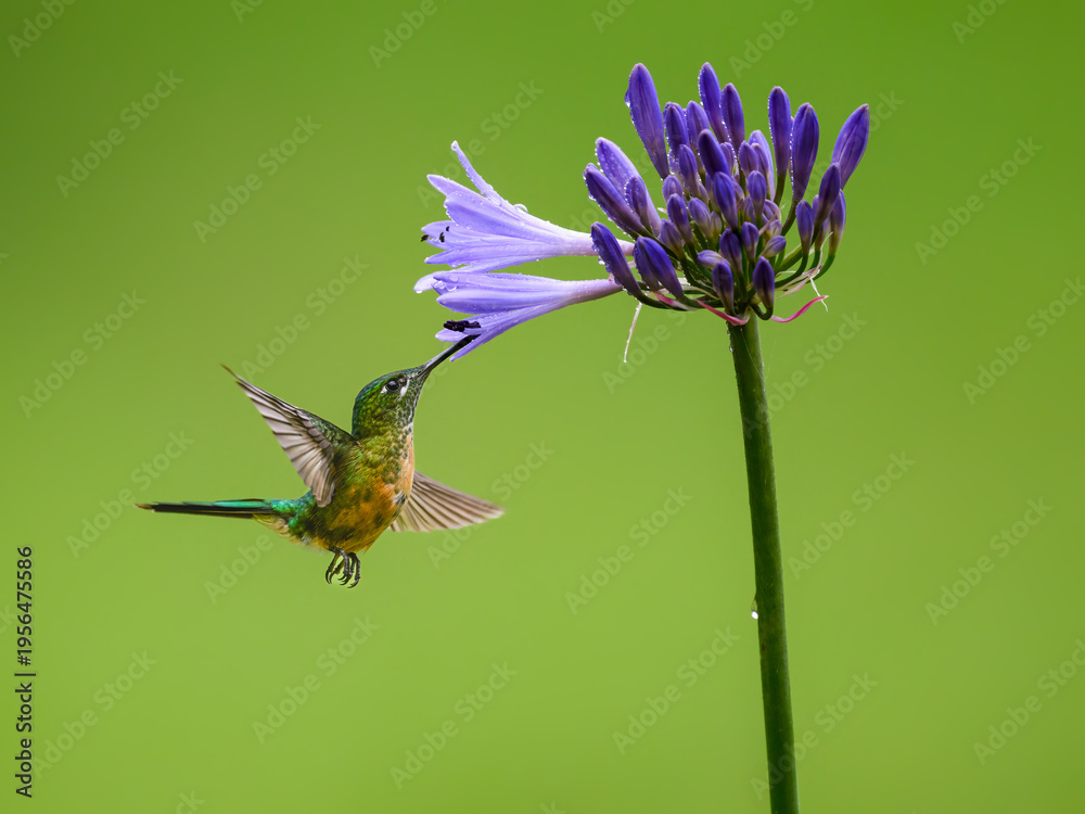 Fototapeta premium Long-tailed Sylph Hummingbird Feeding from Purple Agapanthus Flower