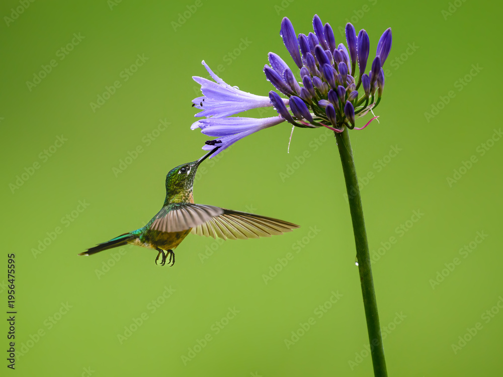 Naklejka premium Long-tailed Sylph Hummingbird Feeding from Purple Agapanthus Flower