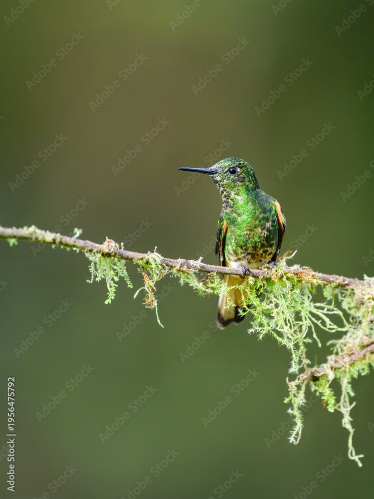 Obraz premium Adult Buff-tailed Coronet Hummingbird Perched On A Mossy Branch