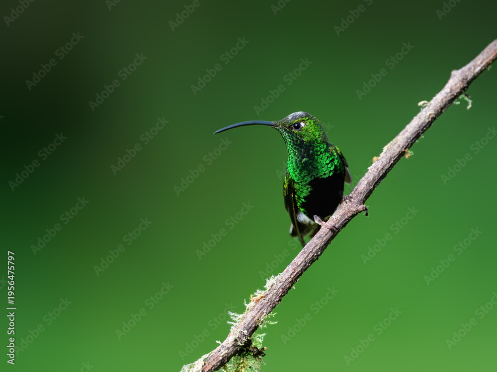 Obraz premium Mountain Velvetbreast Hummingbird Perched on Mossy Branch in Cloud Forest
