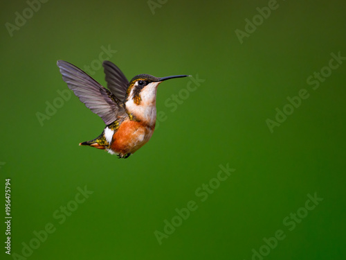 White-bellied Woodstar Hovering in Flight Against Green Background