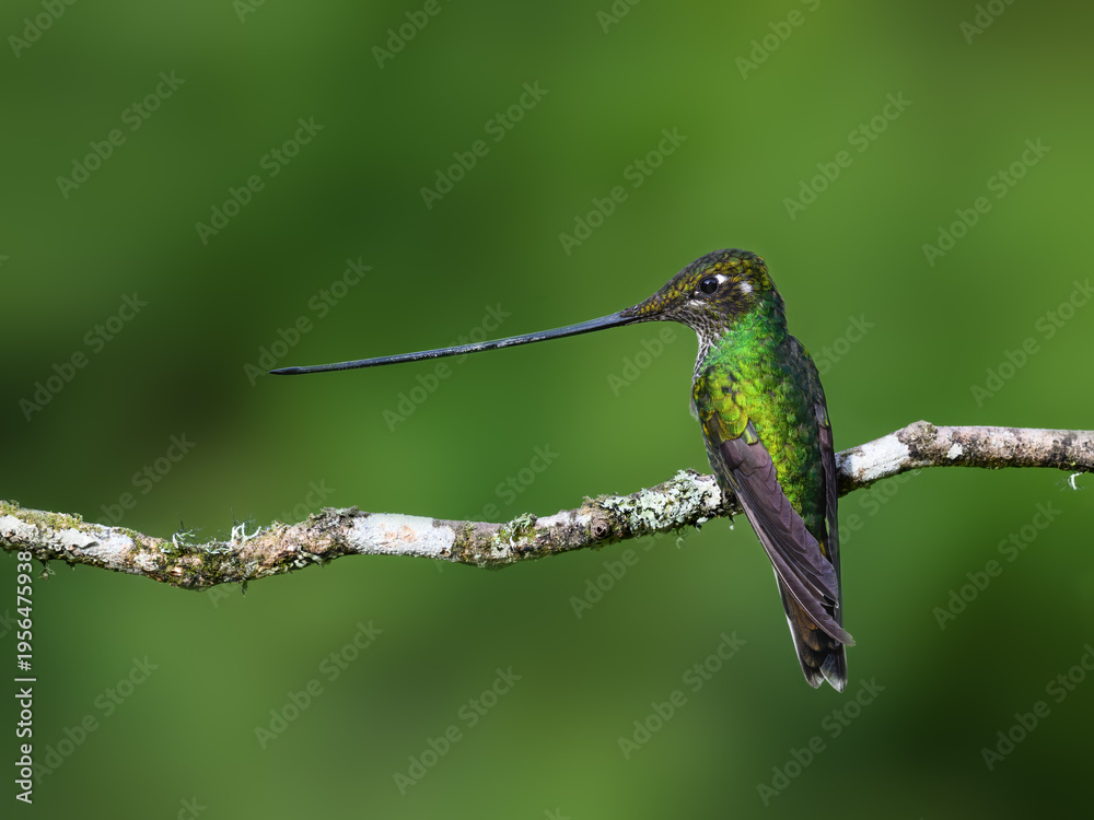 Naklejka premium Sword-billed Hummingbird Perched on Mossy Branch With Green Background