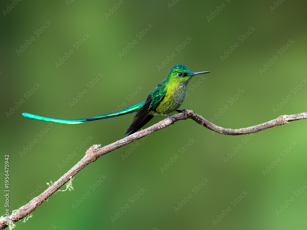 Naklejka premium Male Long-tailed Sylph Hummingbird Perching On Tree Branch on Green Background