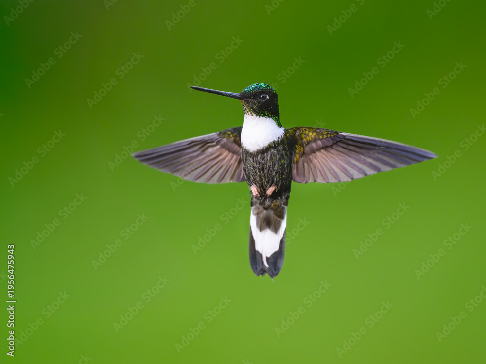 Naklejka premium Male Collared Inca Hummingbird Hovering in Flight Against Green Background