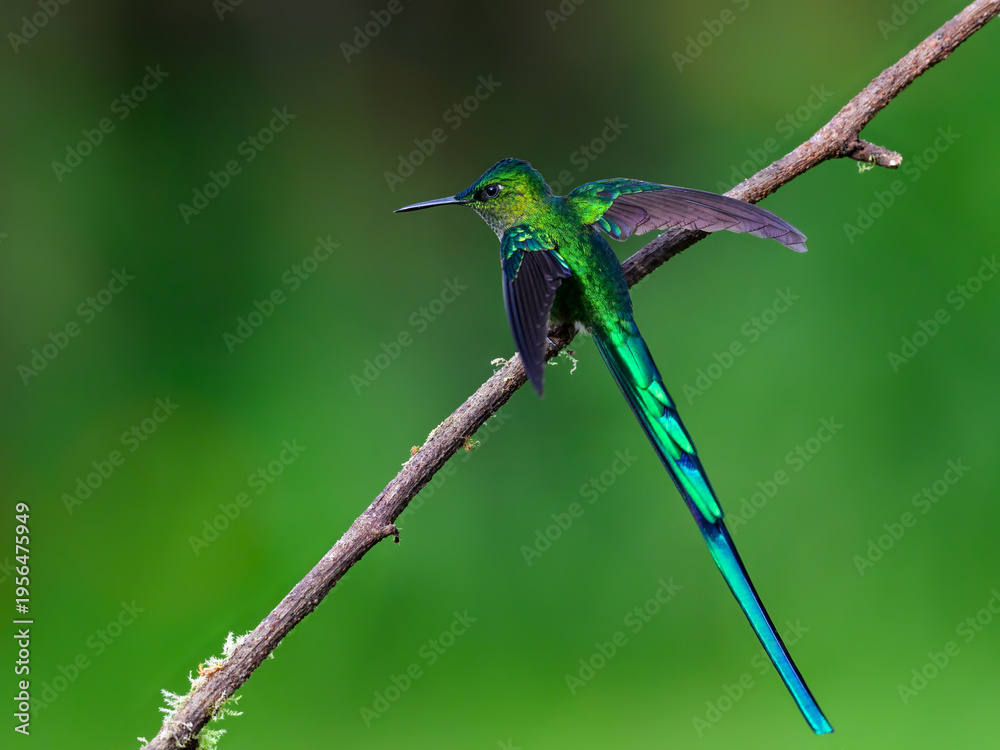 Obraz premium Male Long-tailed Sylph Hummingbird Perching On Tree Branch on Green Background