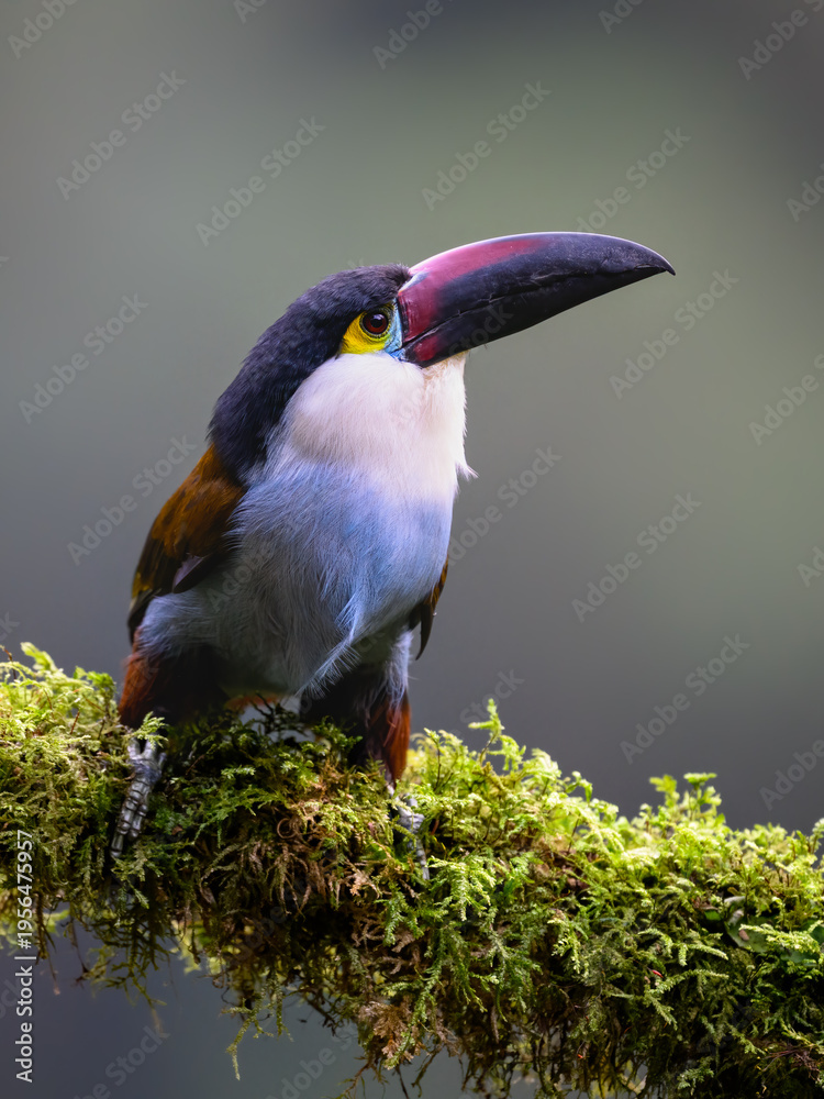 Naklejka premium Male Collared Inca Hummingbird Hovering in Flight Against Green Background
