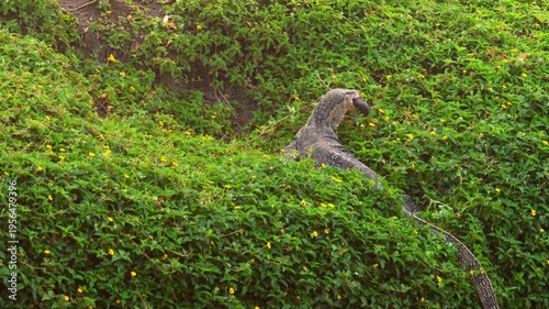 A giant monitor lizard eats its prey on the bank of a water canal near Bangkok.