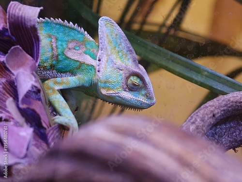Veiled Chameleon Close Up Portrait in Terrarium