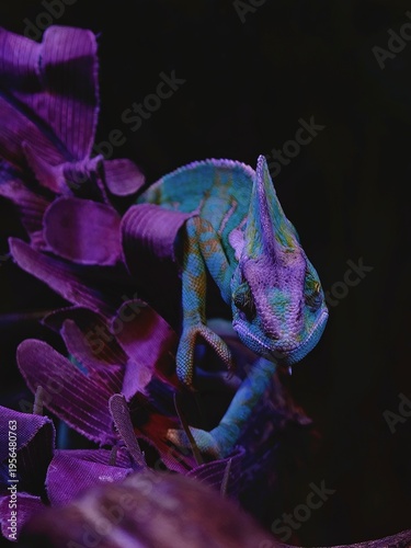 Veiled Chameleon Vivid Colors Against Dark Background