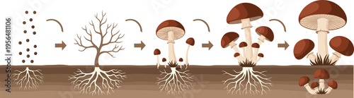 Mushroom growth cycle with mycelium development spores and forest ecosystem process vector illustration