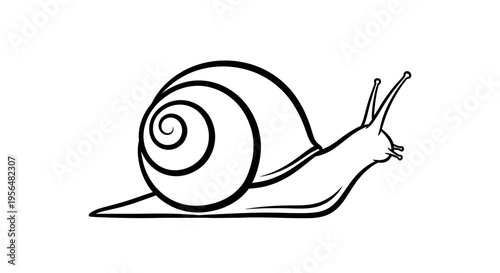 snail on a white background