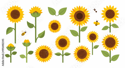 Simple sunflowers set. Flat vector design in minimalistic cartoon style. Garden collection isolated on white background.
