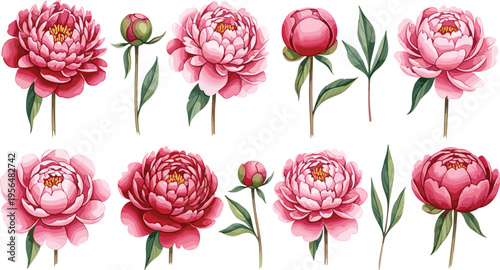 Peony flower vector collection. Pink and red peonies set with buds and leaves. Botanical floral elements, realistic blooming garden flowers isolated illustration.
