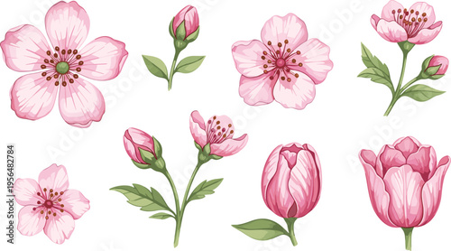 Pink blossom flower vector set. Sakura and spring floral elements collection. Cherry flowers, buds and tulip blooms with leaves isolated illustration.