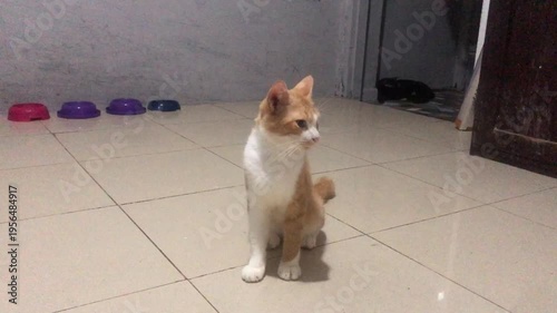 An orange and white cat sits attentively on a tiled floor indoors, with colorful pet bowls visible in the background.