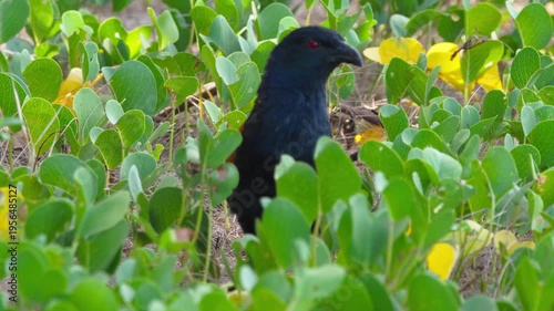 A large coucal, known as the common spur-winged cuckoo, hunts for insects in the grass.