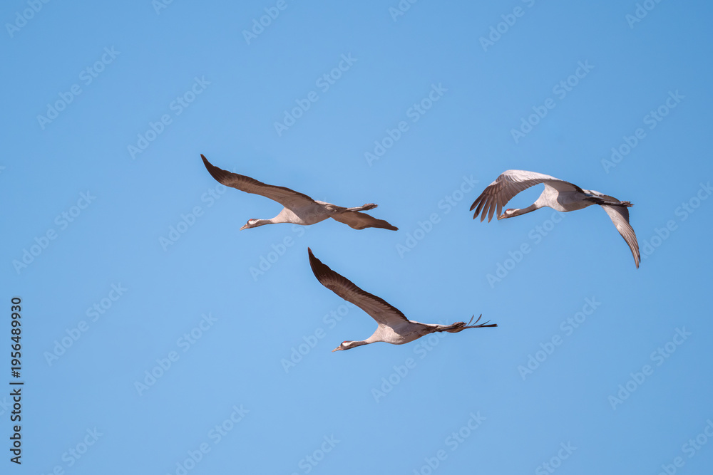 Fototapeta premium Żurawie w locie.