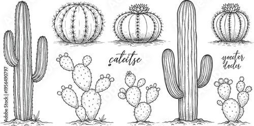 Hand Drawn Cactus Collection with Desert Plants, Prickly Pear, Barrel and Saguaro Cacti in Vintage Sketch Style for Botanical Illustration, Western Design, and Nature Artwork