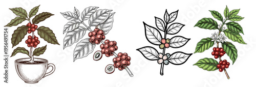 Detailed botanical illustrations of coffee plants with leaves, red beans, and flowers in various styles for natural coffee production concept on white background