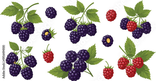Blackberry and Raspberry Fruit Collection with Leaves Fresh Berries Set for Healthy Organic Food Dessert Ingredient Vector Illustration