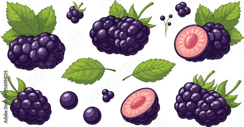 Blackberry Fruit Collection with Leaves Whole and Cut Berries Fresh Organic Illustration Set for Healthy Food Packaging Juice and Dessert Design