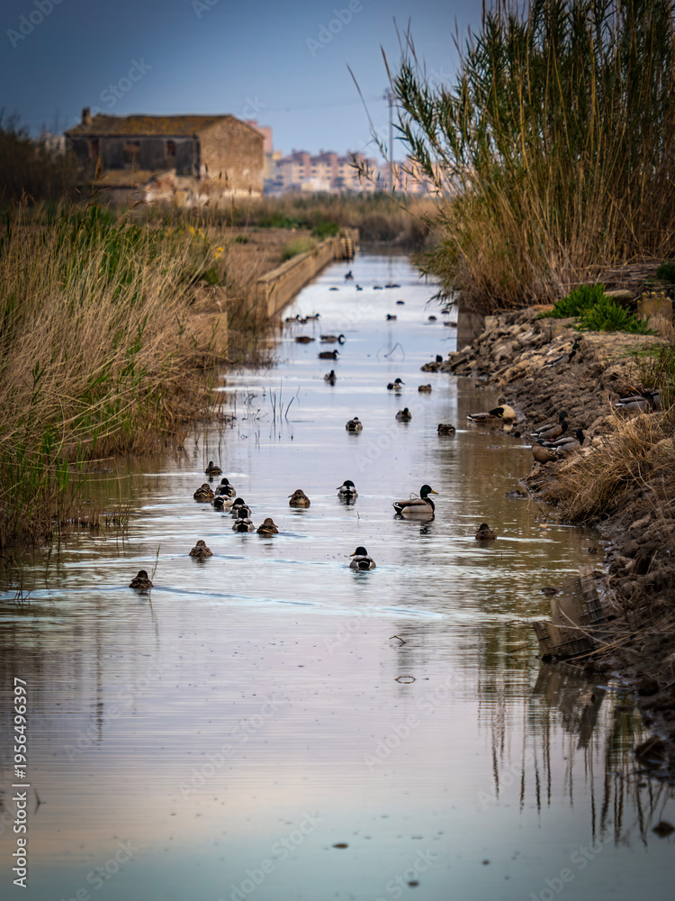 Fototapeta premium Boats in the Albufera of Valencia (Spain) 