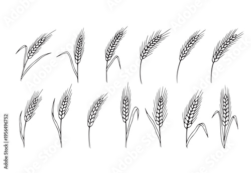 A collection of wheat or rice plants in a sketch style