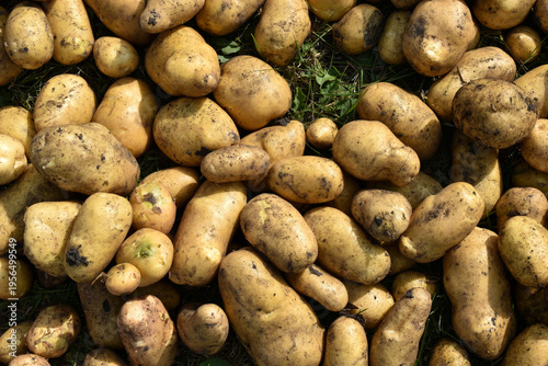 Digging potatoes. Yellow potato tubers. A pile of dug-out yellow potatoes. A new potato crop.