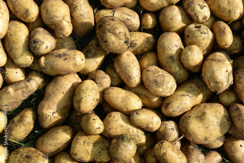 Digging potatoes. Yellow potato tubers. A pile of dug-out yellow potatoes. A new potato crop.