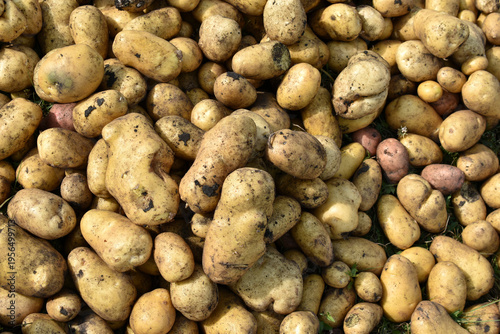 Digging potatoes. Yellow potato tubers. A pile of dug-out yellow potatoes. A new potato crop.