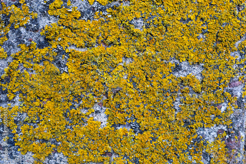 Bright yellow lichen densely covering the surface of an old concrete or stone wall. The natural texture of the organisms creates a complex organic pattern on the rough base, demonstrating the resilien