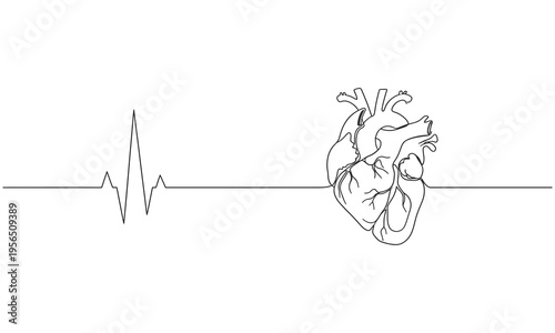 Minimalist continuous one line drawing of a human anatomical heart. Educational materials, and medical awareness campaigns