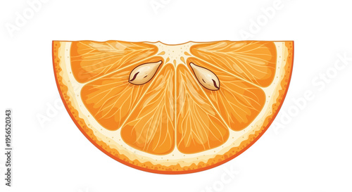 Vector illustration of a fresh orange slice isolated on a white background