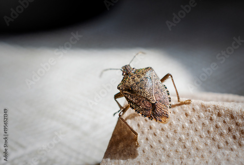 A macro close-up of a Brown Marmorated Stink Bug (Halyomorpha halys) perched on the edge of a textured brown paper napkin indoors.