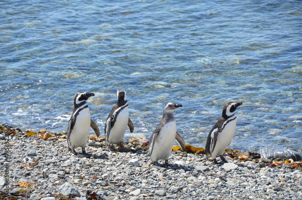 Obraz premium Penguins at Isla Magdalena